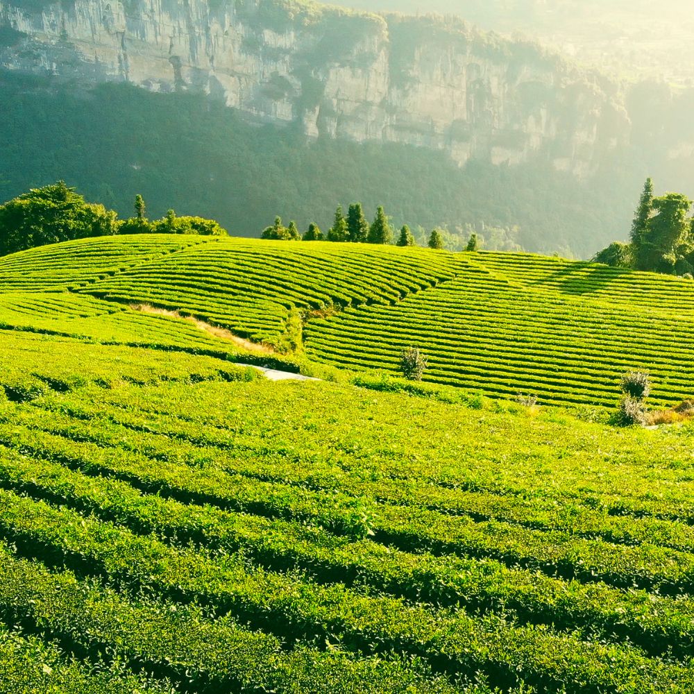 The Sustainable Side of Tea: Why Organic Matters